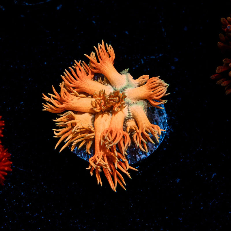 Lola Bunny Goniopora Coral with flower-like polyps in reef aquarium