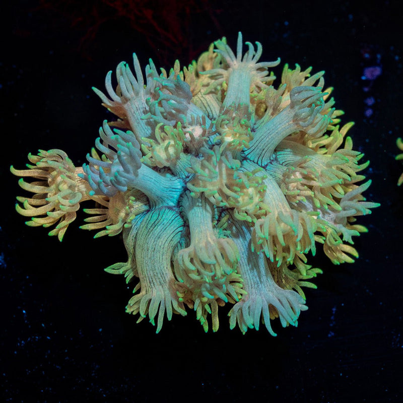 Lovers Goniopora Coral