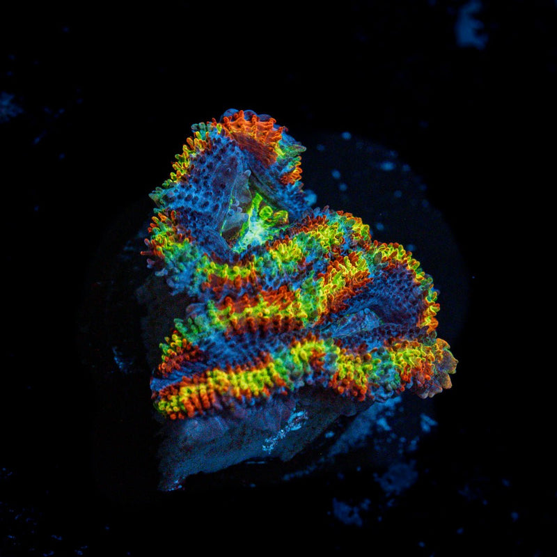 Lunar Eclipse Rainbow Acan Coral with fleshy polyps in reef aquarium