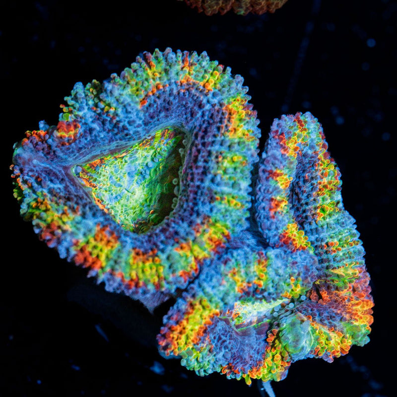Lunar Eclpies Rainbow Acan Coral with fleshy polyps in reef aquarium