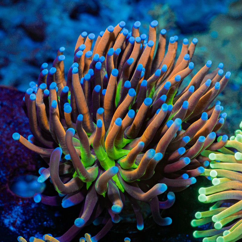 Mardi Gra torch Euphyllia Coral