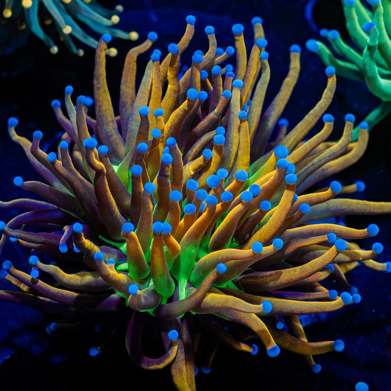 Mardi Gra Torch Euphyllia Coral