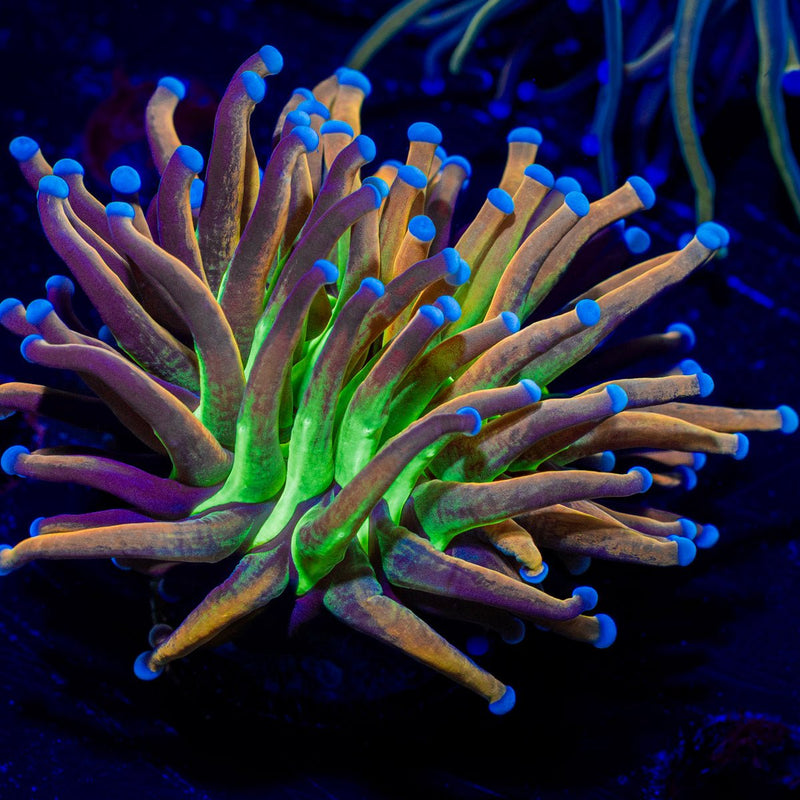 Mardi gras Torch Euphyllia Coral