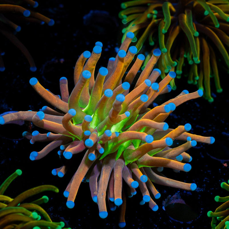 Mardi Gras Torch Euphyllia Coral with flowing tentacles in reef aquarium