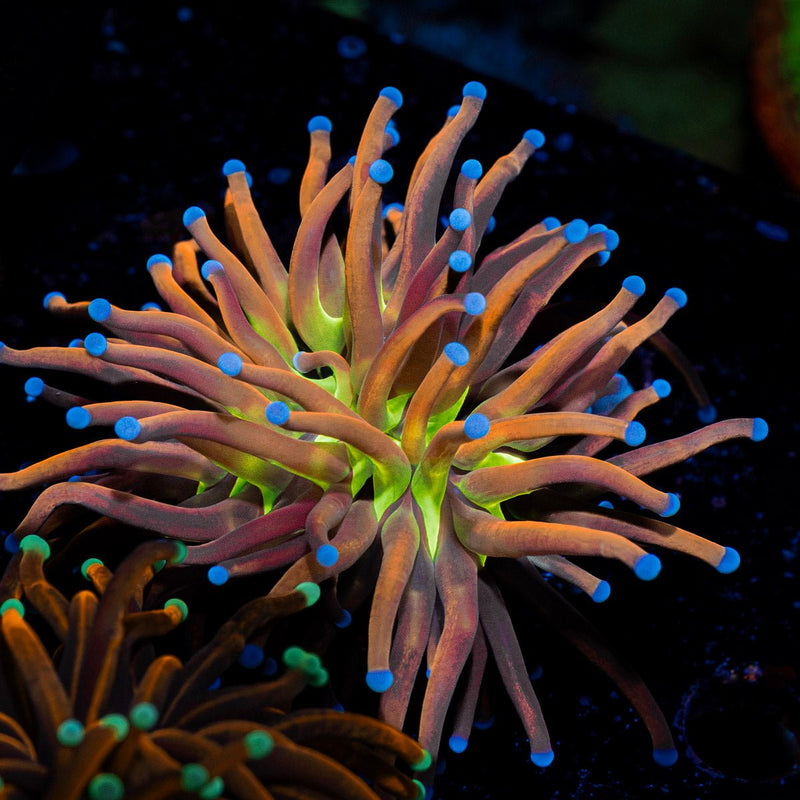 Mardi Gras Torch Euphyllia Coral with flowing tentacles in reef aquarium