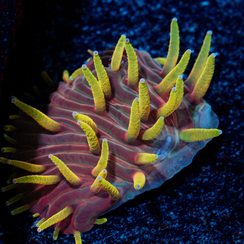 Martian Thunderstorm Diaseris Plate coral with unique plate structure in reef aquarium