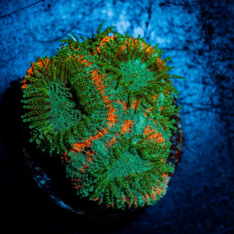 Miami Hurricane Acan Coral
