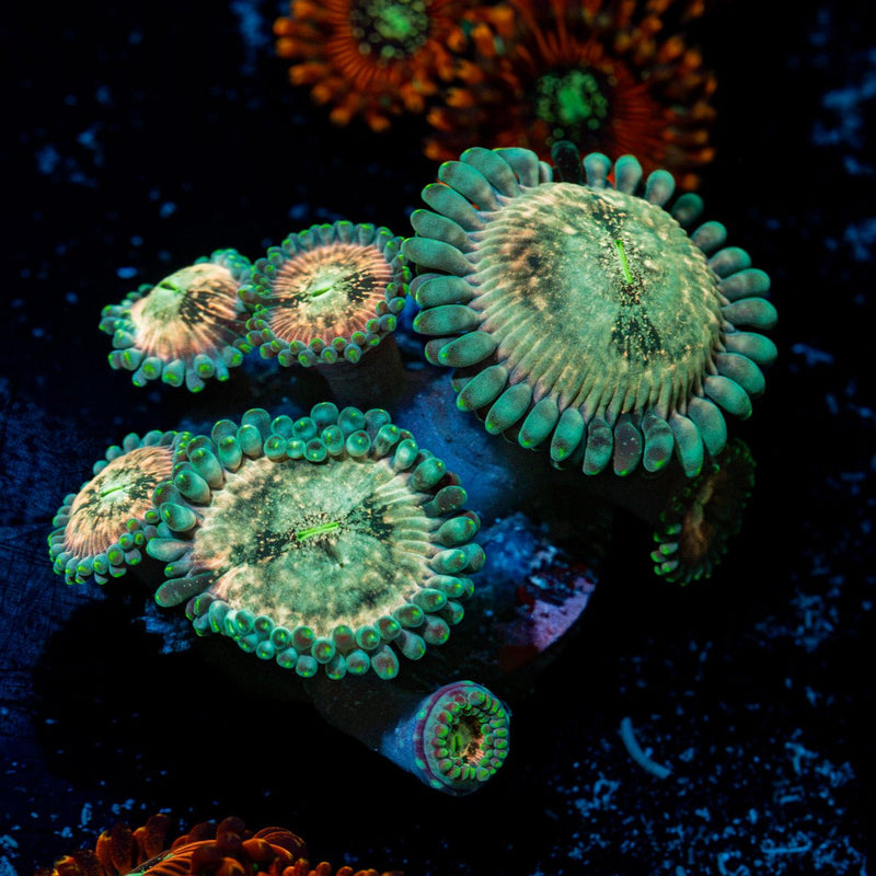Milky Way Zoanthid Coral colony growth in reef aquarium