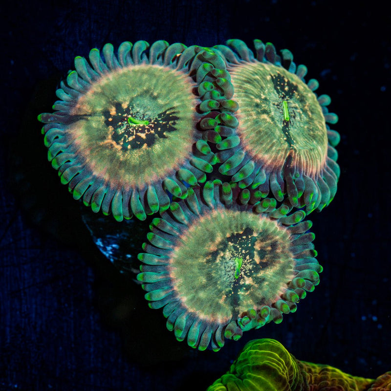 Milky Ways Zoanthid Coral