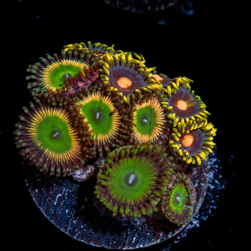 Multi Plug Zoanthid Garden Coral with colony growth in reef aquarium