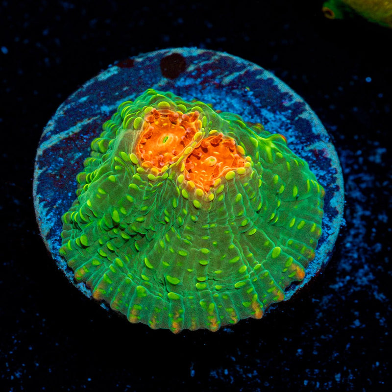 Mummy Eye Chalice Coral with encrusting growth in reef aquarium