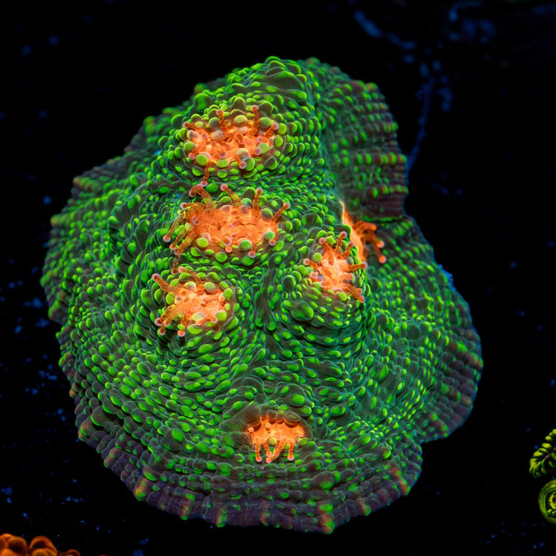 Mummy Eye Chalice Coral with encrusting growth in reef aquarium