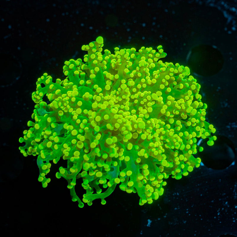 Neon Green Frogspawn Euphyllia Coral with branching fleshy heads in reef aquarium