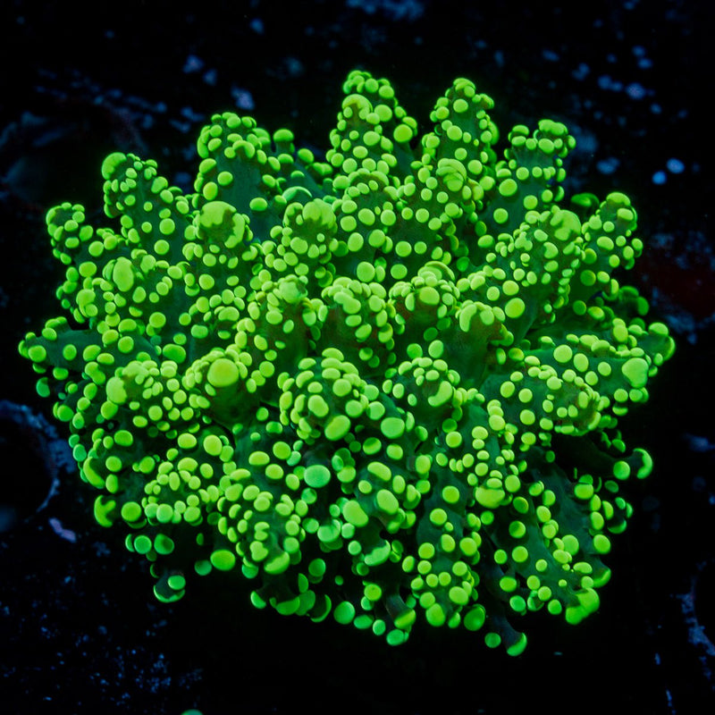 Neon Green Octospawn Euphyllia Coral