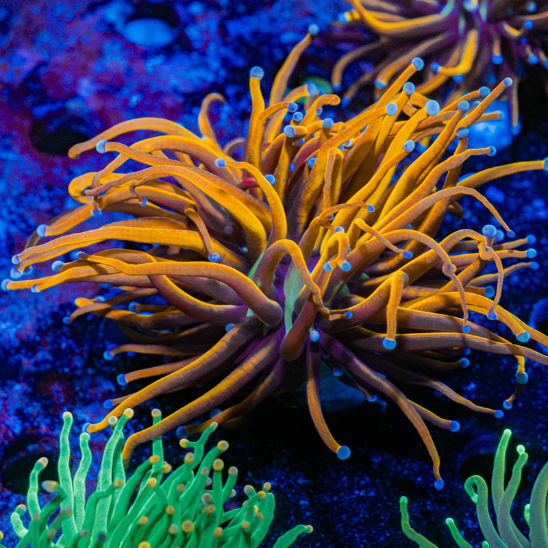 New York Knicks Torch Coral with flowing tentacles in reef aquarium