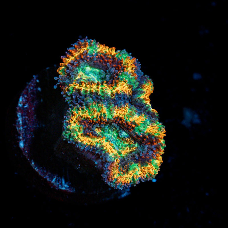 Obsession Rainbow Acan Coral with fleshy polyps in reef aquarium