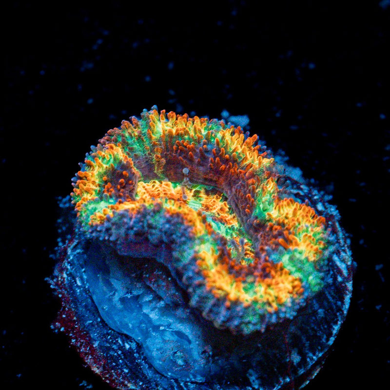 Obsession Rainbow Acan Coral with fleshy polyps in reef aquarium