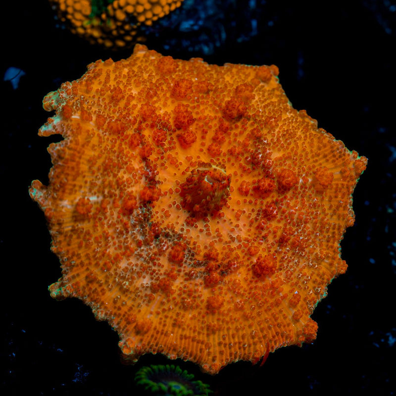Orange Neglecta Mushroom Coral with distinct mushroom disc in reef aquarium