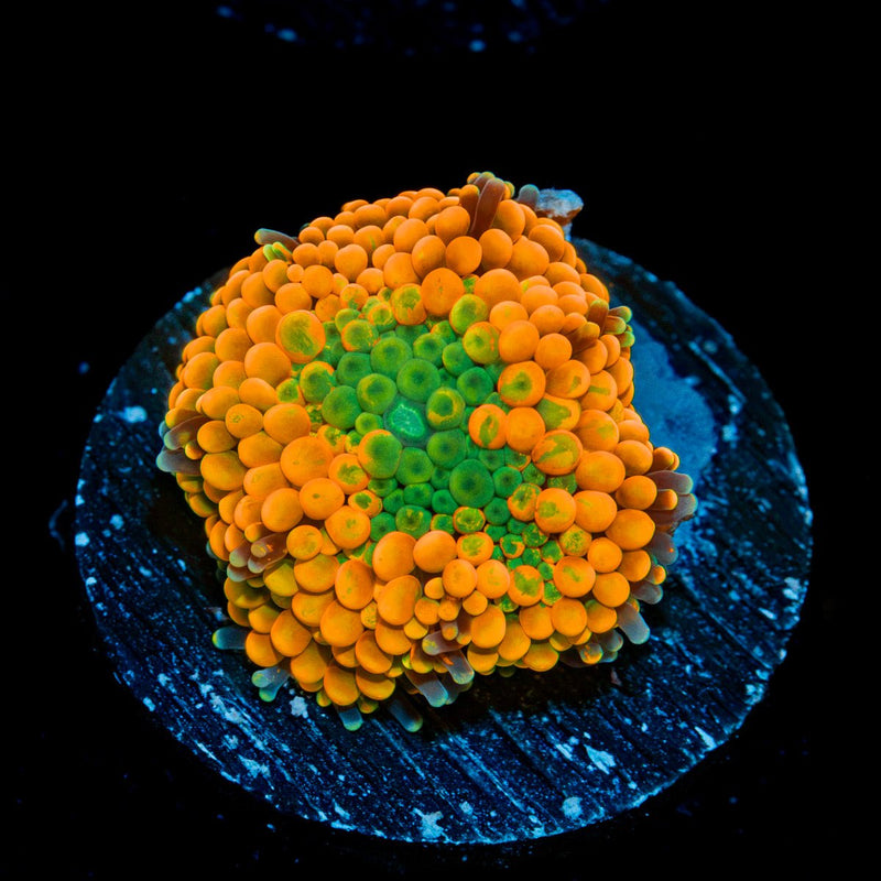Orange Ricordea Mushroom Coral with mushroom disc in reef aquarium