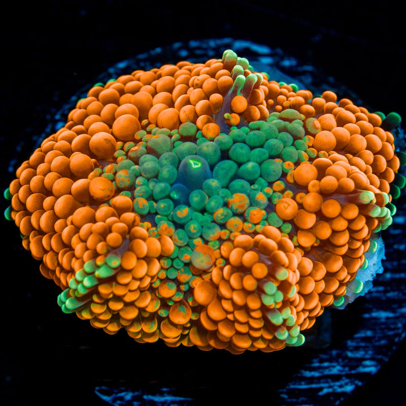 Orange Ricordea Mushroom Coral with mushroom disc in reef aquarium