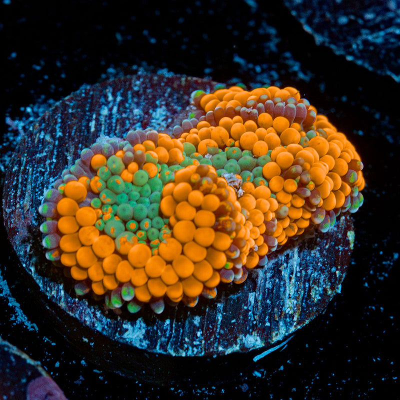 Orange Ricordea Mushroom Coral with mushroom disc in reef aquarium