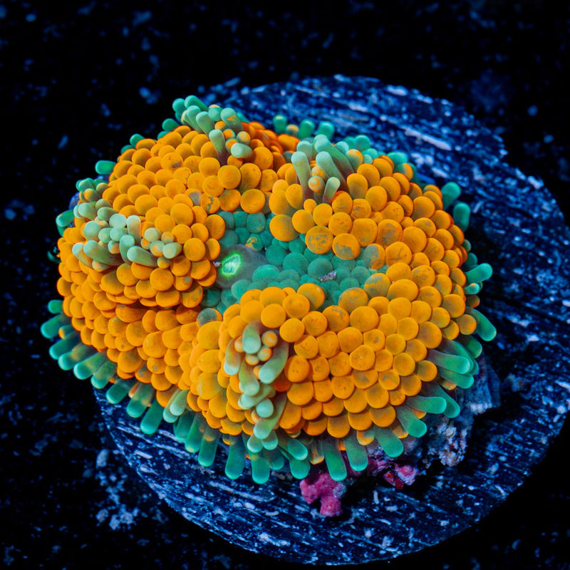 Orange Ricordea Mushroom Coral