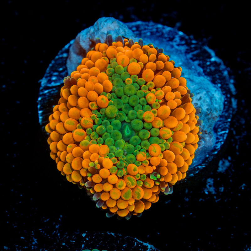 Orange Ricordea Mushroom Coral with mushroom disc in reef aquarium