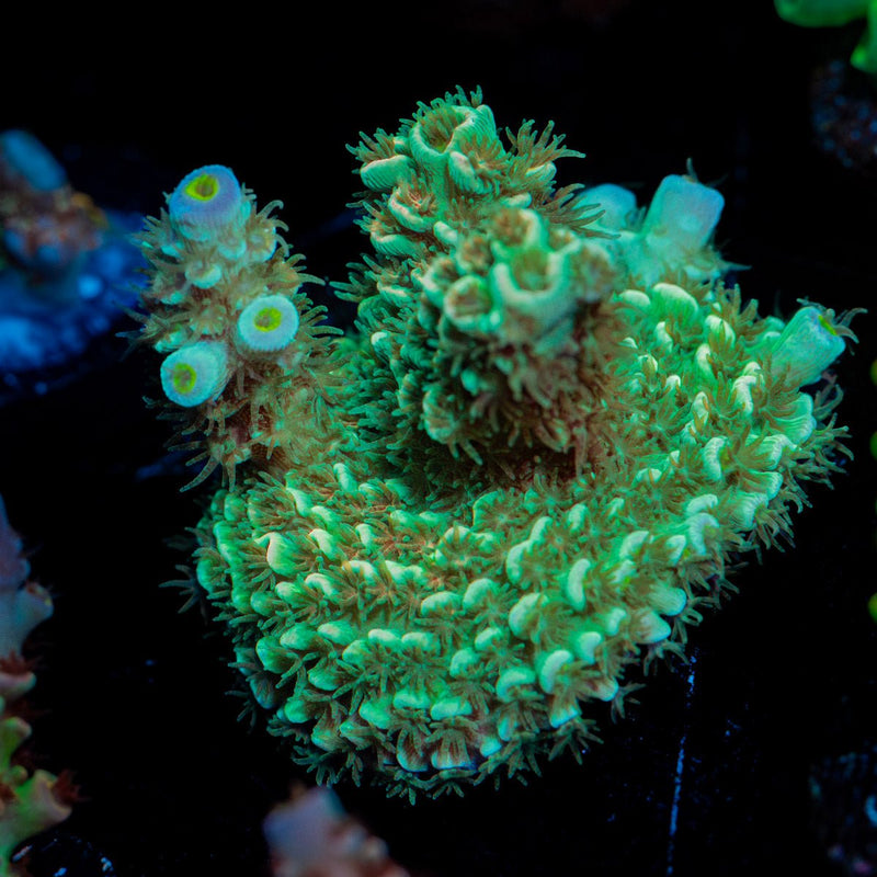 Oscar The Grouch Acropora Coral with branching growth in reef aquarium