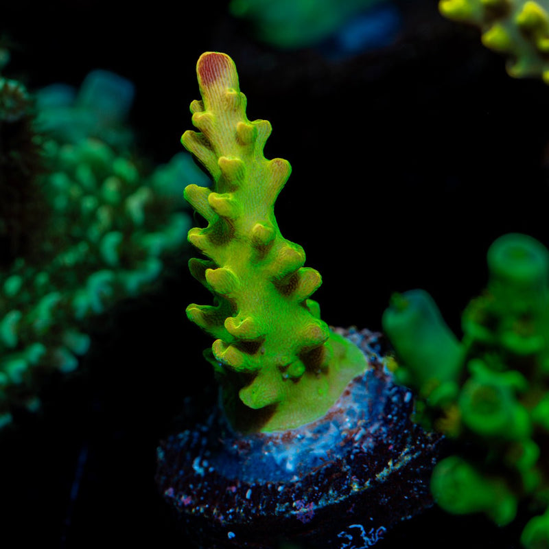 Paletta Pink Tip Acropora Coral with branching growth in reef aquarium