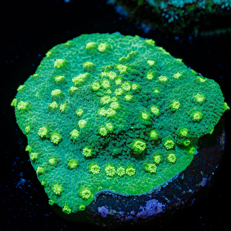 Palm Coast Astreopora Coral with encrusting growth in reef aquarium