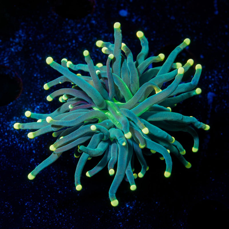 Panther Torch Euphyllia Coral with flowing tentacles in reef aquarium