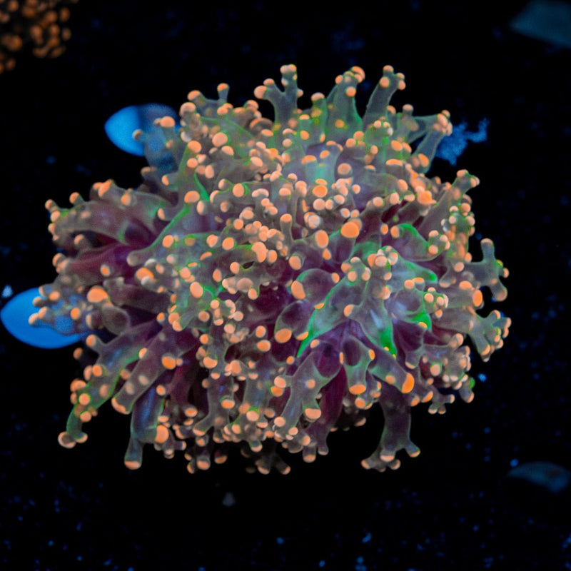 Peach Frogspawn Coral with branching fleshy heads in reef aquarium