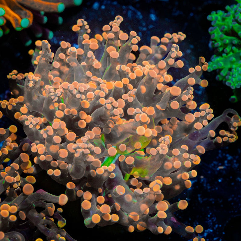 Peach Frogspawn Coral with branching fleshy heads in reef aquarium