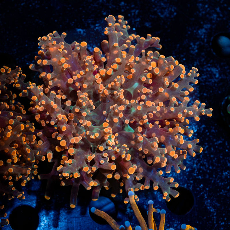 Peach FrogSpawn Euphyllia Coral with branching fleshy heads in reef aquarium