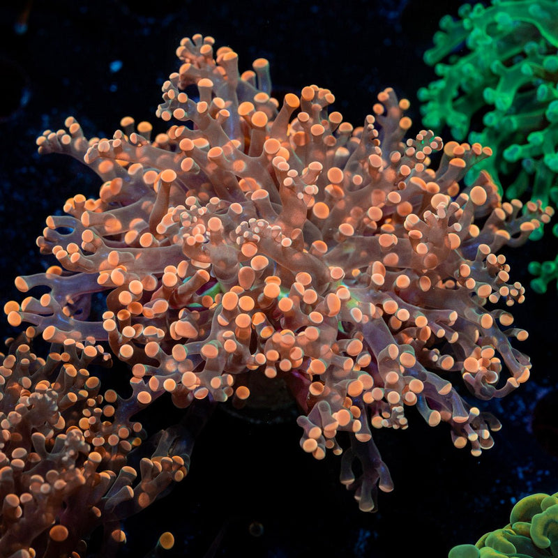 Peach Frogspawn Euphyllia Coral