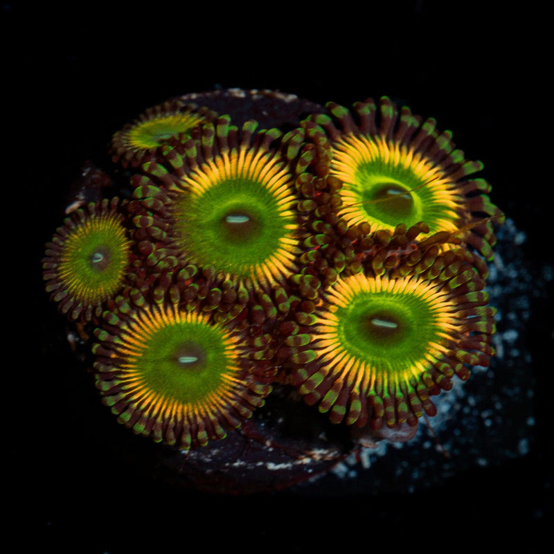 Peach Tea Zoanthid Coral with colony growth in reef aquarium