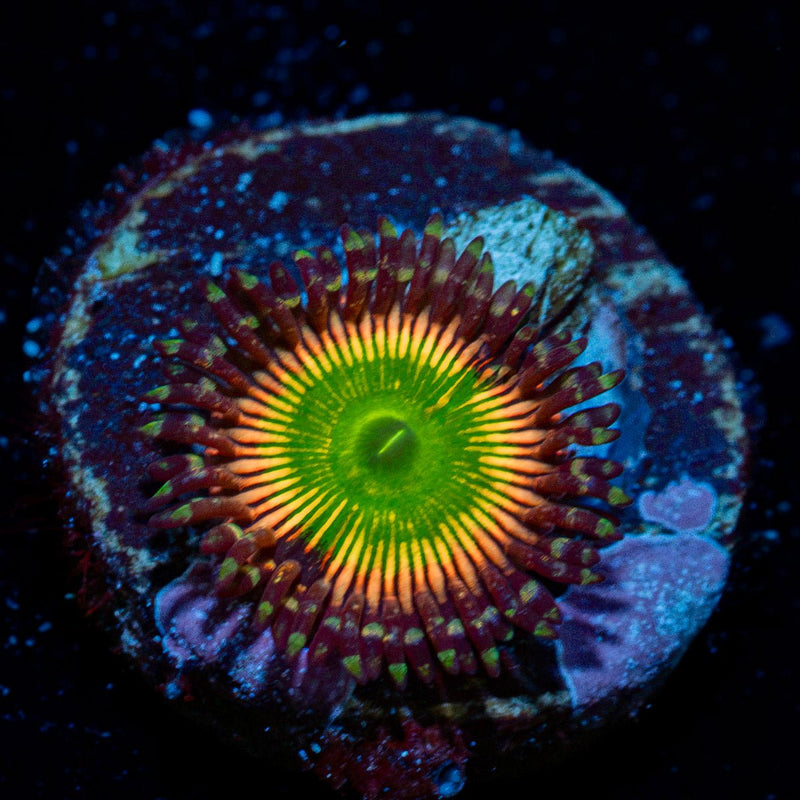 Peach Teas Zoanthid Coral
