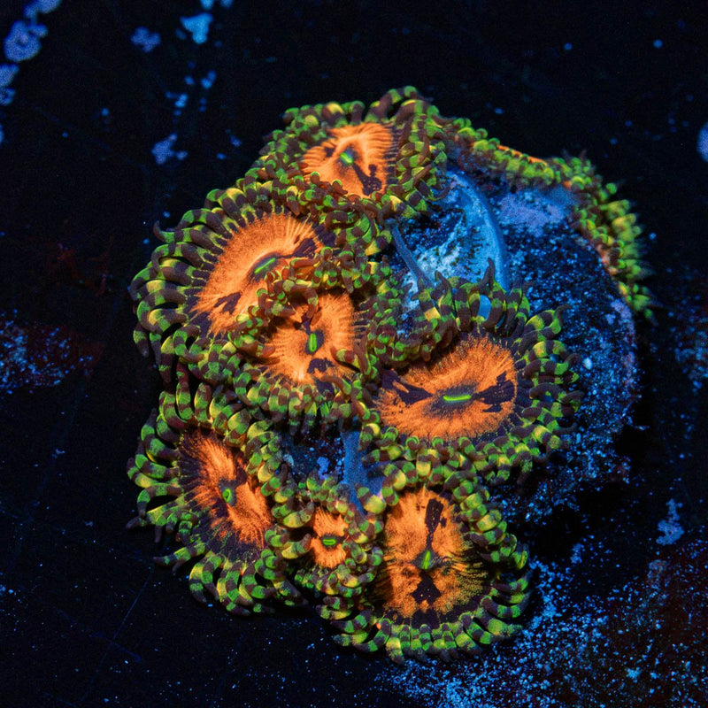 Pharania Plants Zoanthid Coral colony growth in reef aquarium