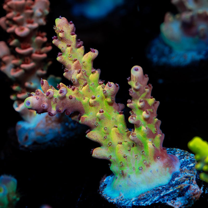 Pink Cadillac Acropora Coral with branching growth in reef aquarium