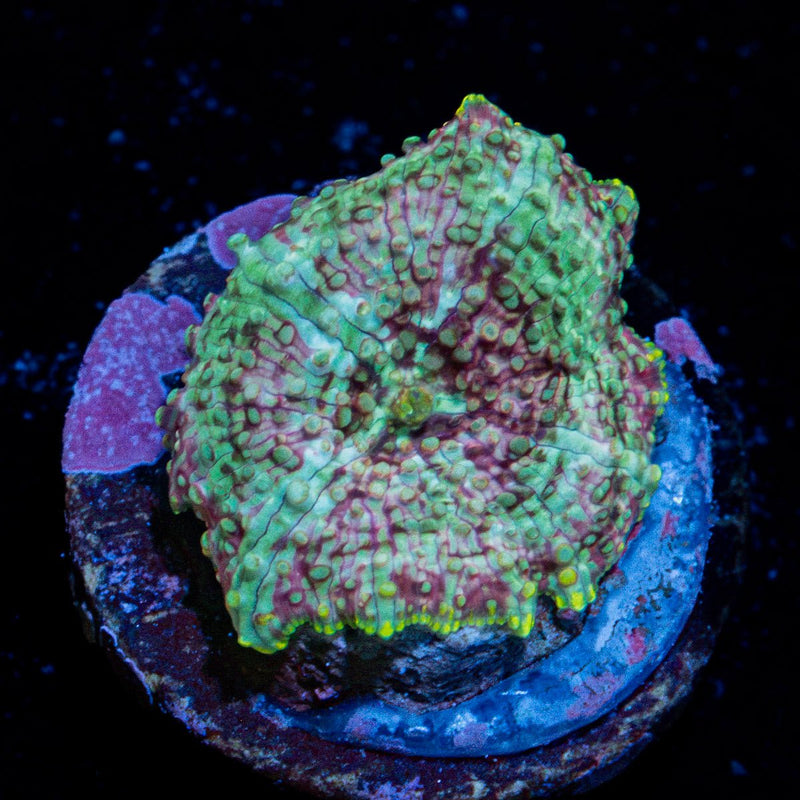 Pink Confetti Mushroom Coral with distinctive mushroom disc in reef aquarium