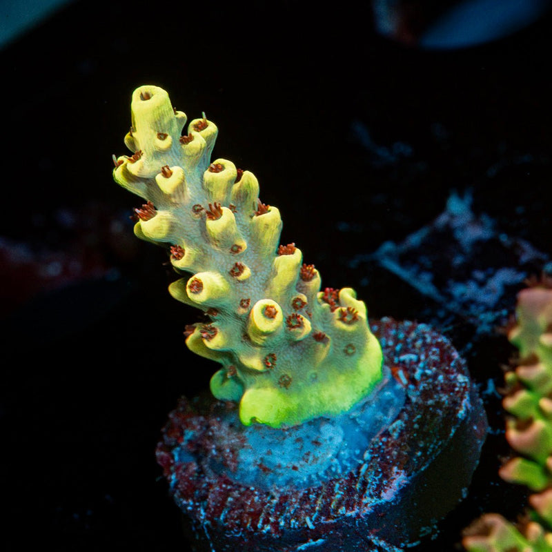 Pink Floyd Acropora Coral with branching growth in reef aquarium