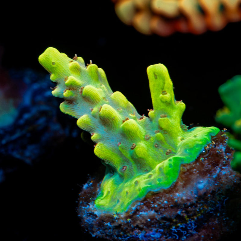 Pink Floyd Acropora Coral with branching growth in reef aquarium