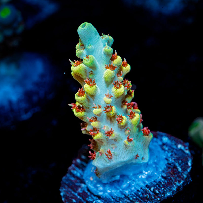 Pink Floyd Acropora showcasing branching growth in reef aquarium