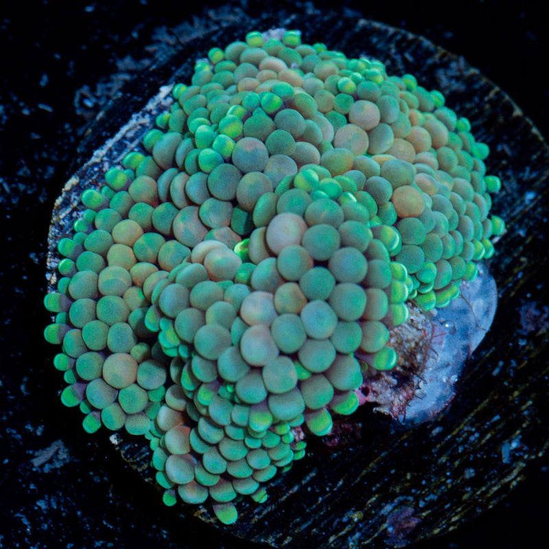 Pinky Ricordea Mushroom Coral with mushroom disc in reef aquarium
