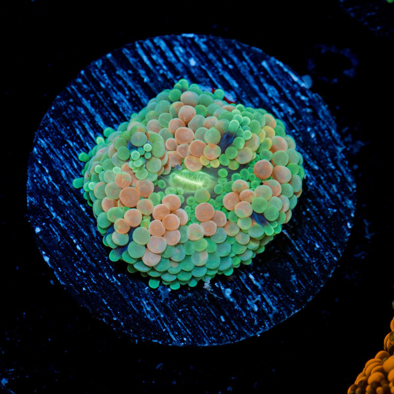 Pinky Ricordea Mushroom Coral