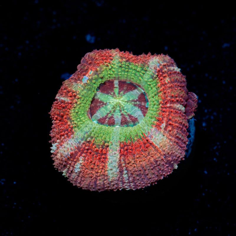 Pirate Hunters Asian Acan coral with fleshy polyps in reef aquarium