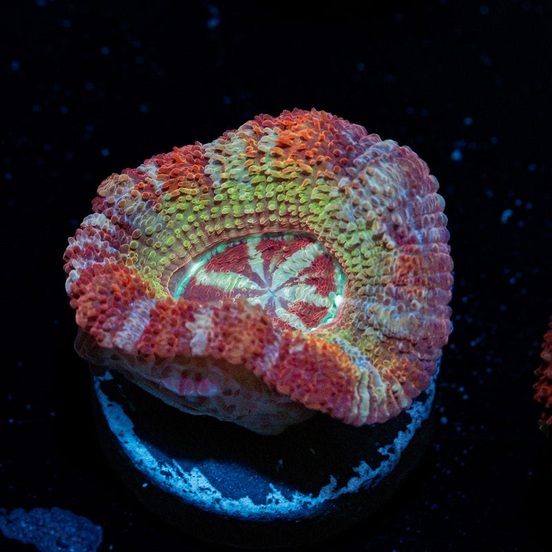 Pirate Hunters Asian Acan coral with fleshy polyps in reef aquarium