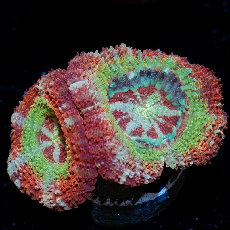 Pirates Hunter Asian Acan Coral