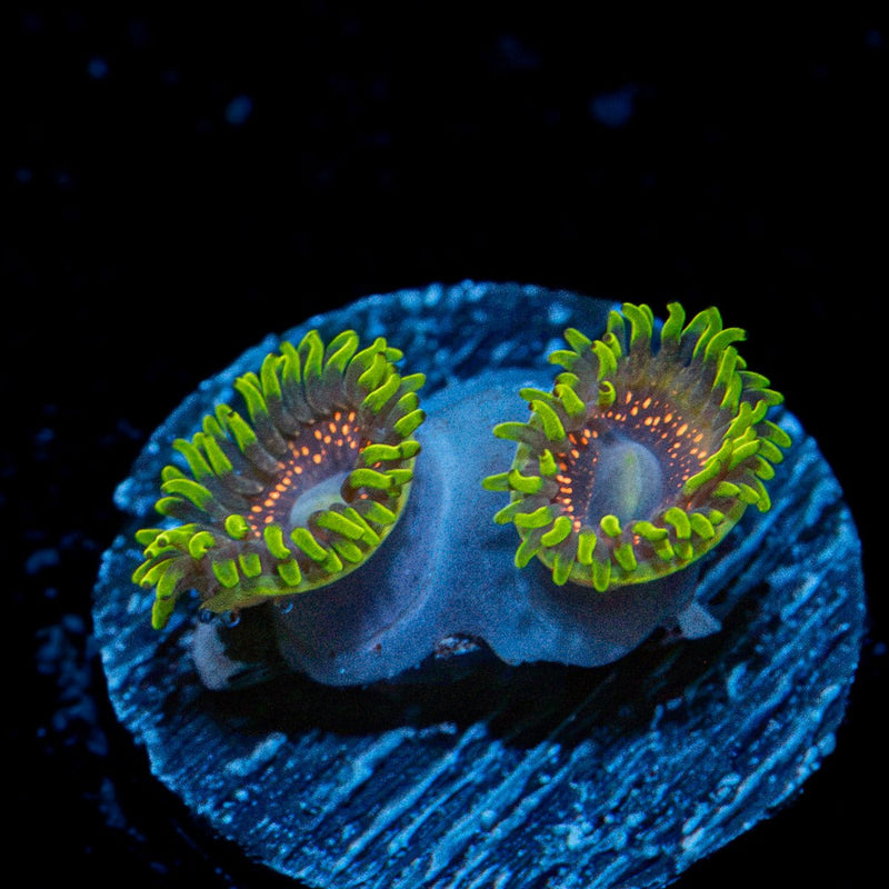 Psychosis Zoanthid Coral with colony growth in reef aquarium