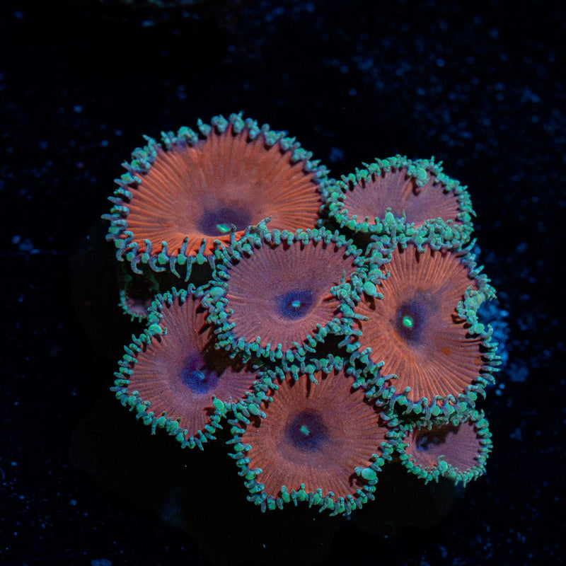 Purple Death Paly Zoanthid Coral colony growth in reef aquarium